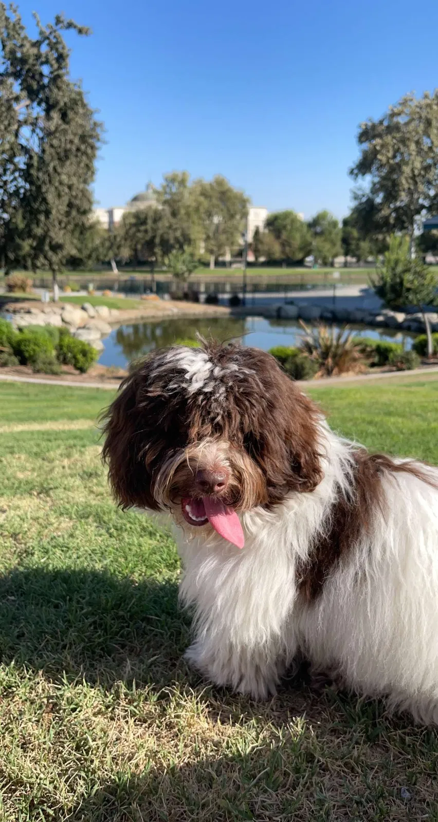 Lost dog in Bakersfield, CA, 93313