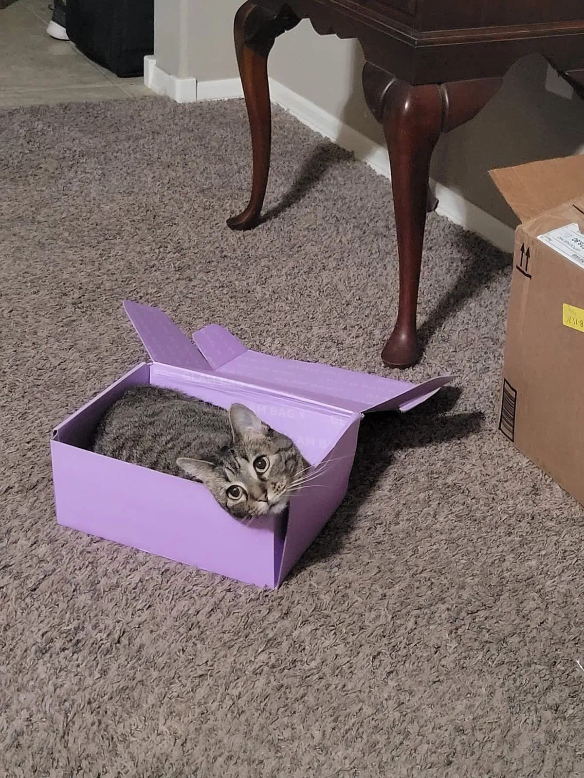 Lost cat in Bixby, OK, 74008