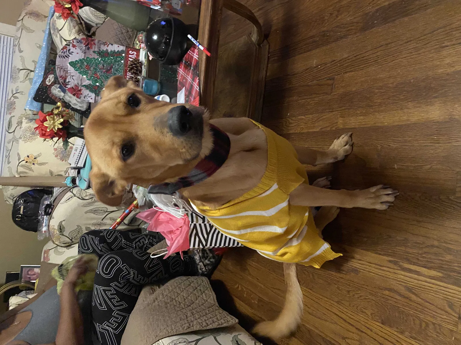 Lost dog in Jackson, MS, 39206