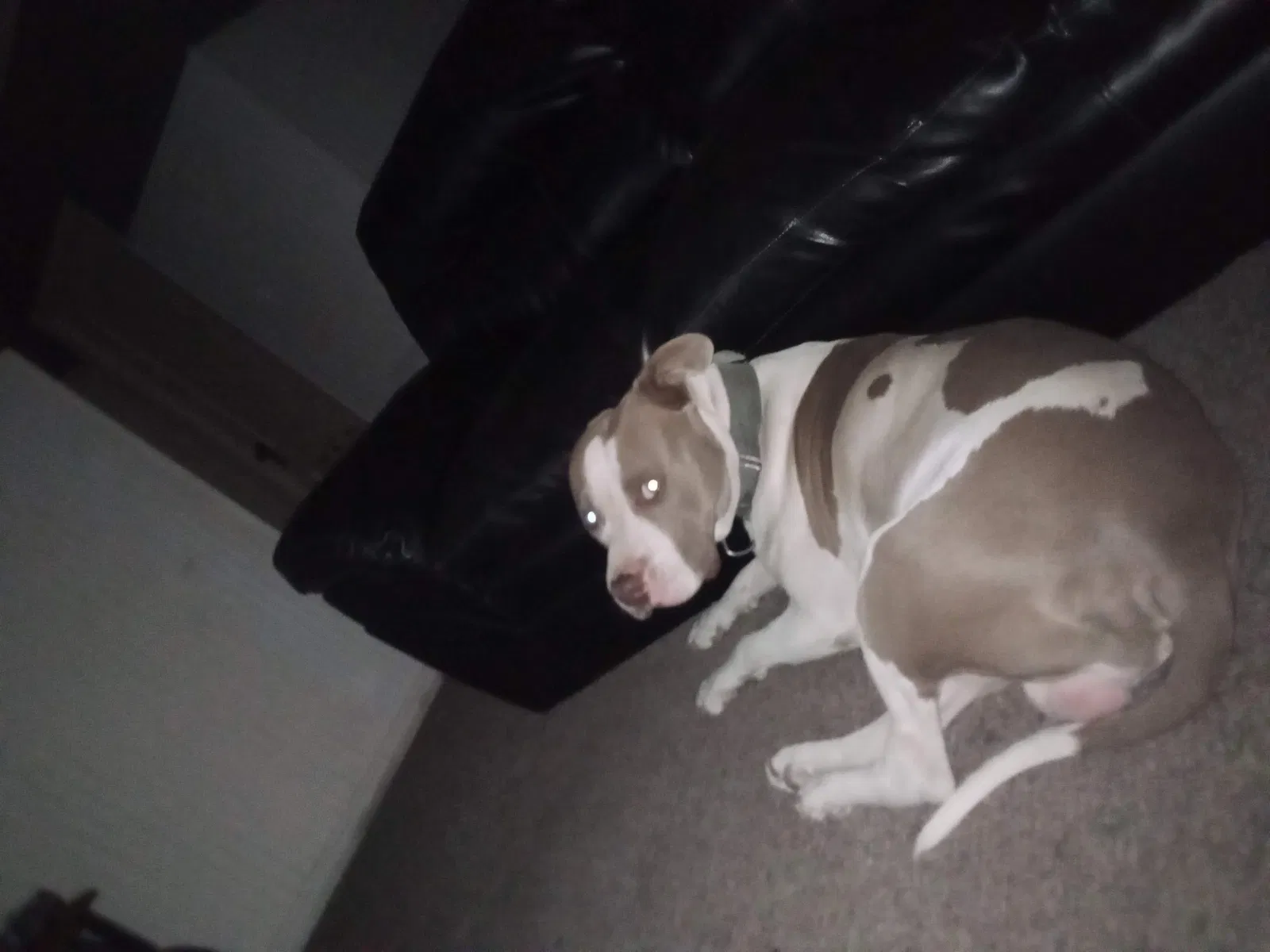 Lost dog in Carlsbad, NM, 88220