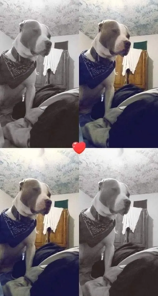 Lost dog in Carlsbad, NM, 88220