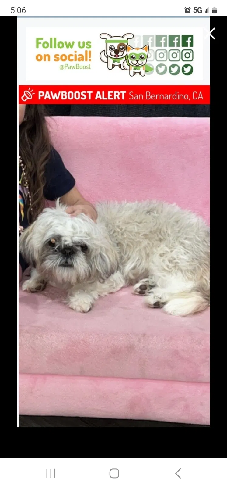 Lost dog in San Bernardino, CA, 92407