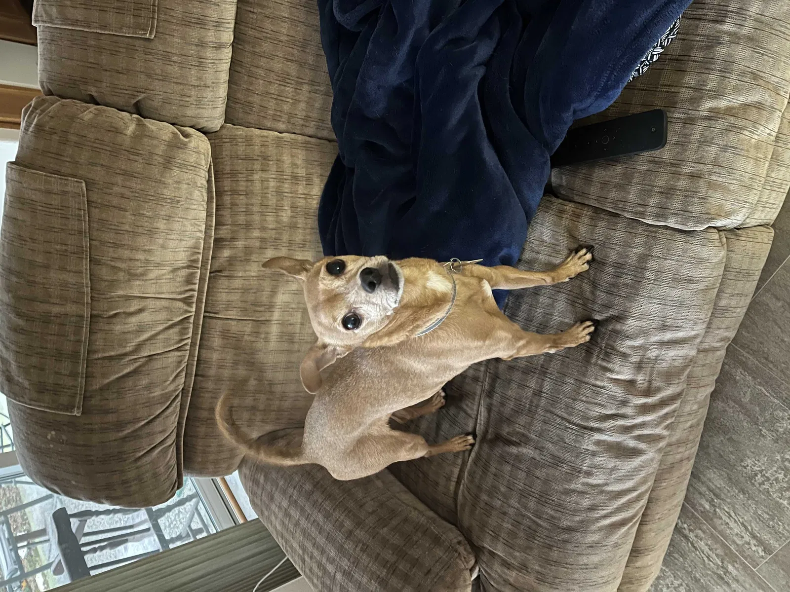 Lost dog in Portland, OR, 97223
