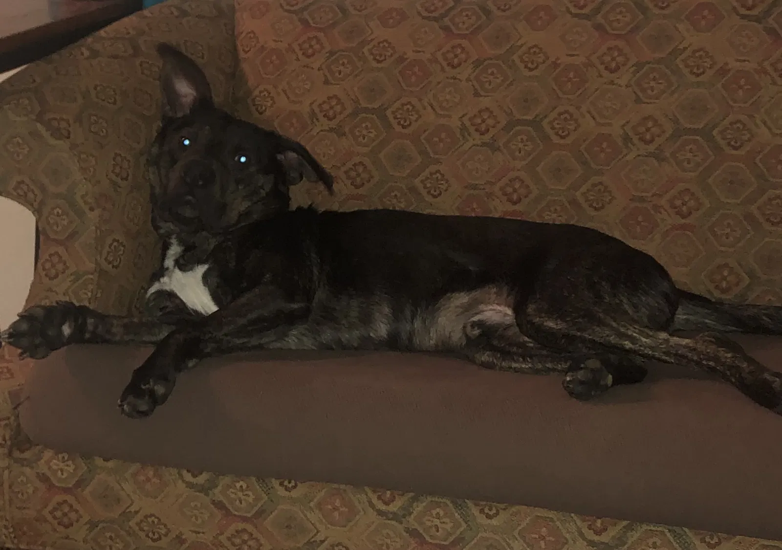 Lost dog in Stonewall, LA, 71078