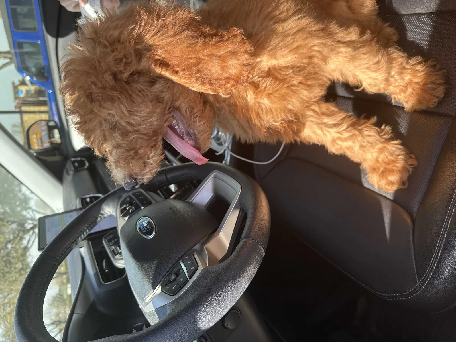 Lost dog in Plano, TX, 75093
