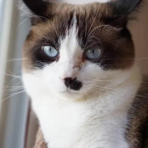 Lost cat in Rockwall, TX, 75087