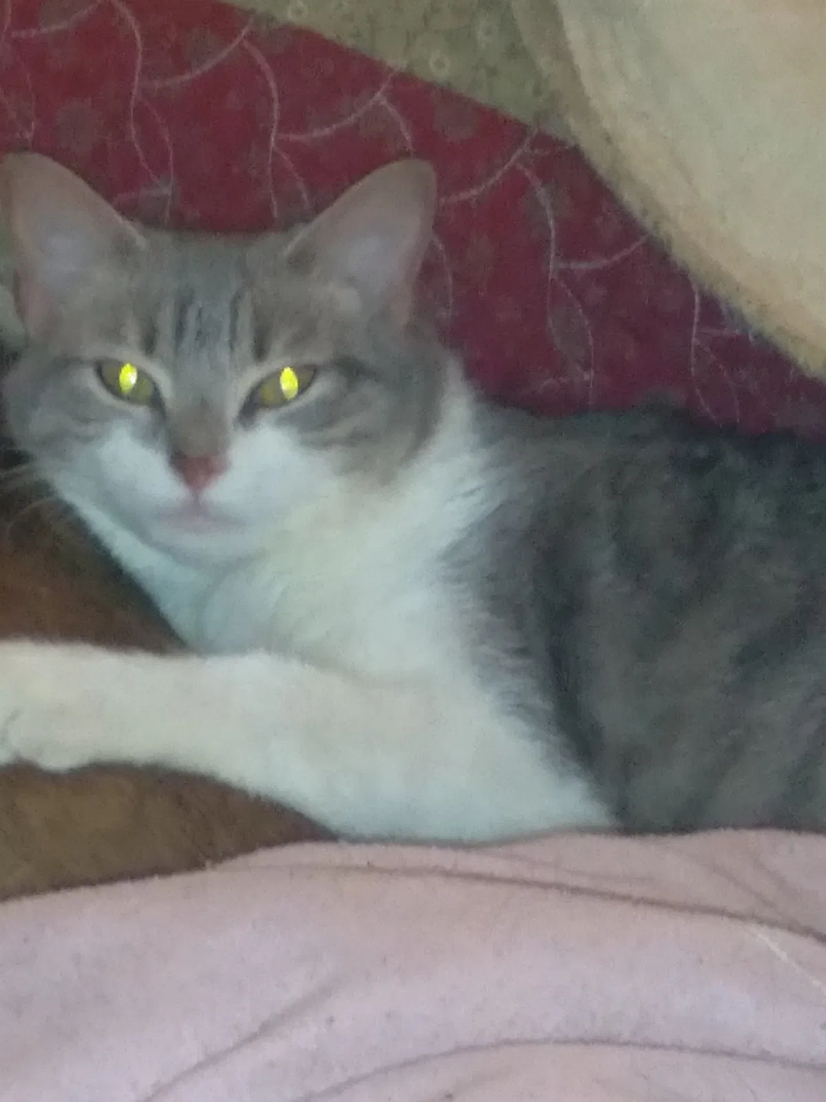 Lost cat in Winston Salem, NC, 27127