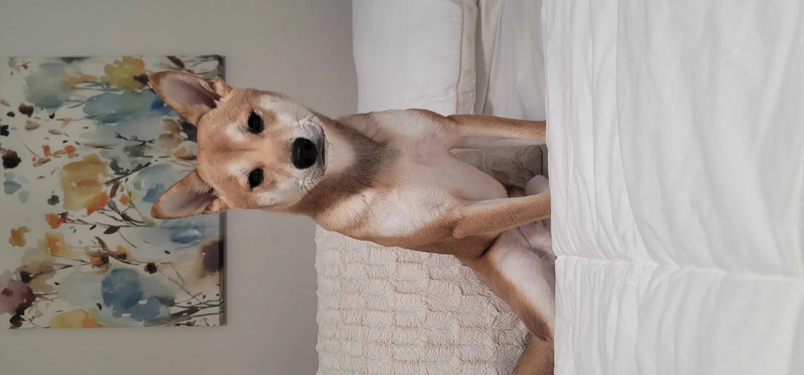 Lost dog in Corona, CA, 92880