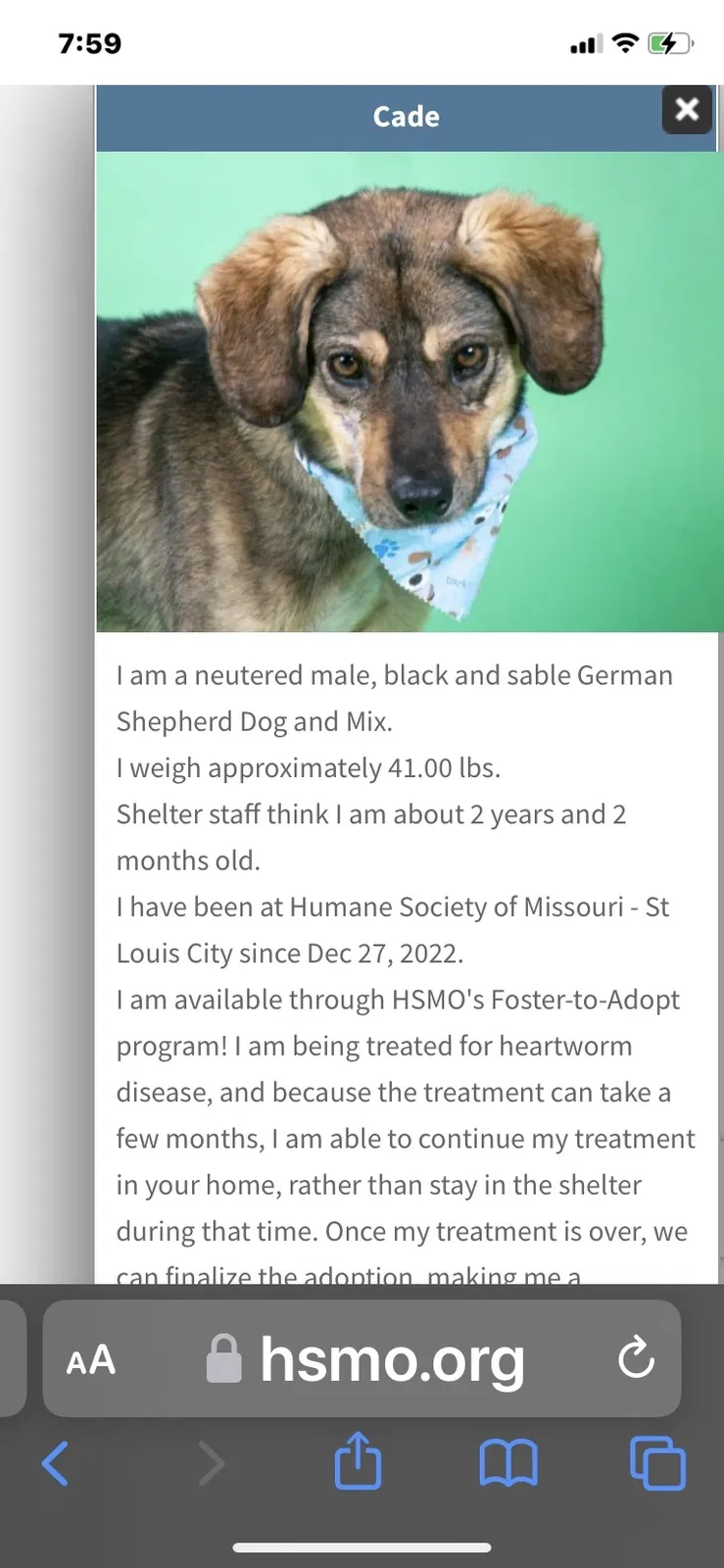 Lost dog in Fenton, MO, 63026