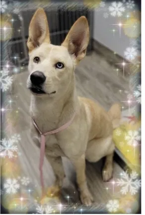 Lost dog in Beaumont, CA, 92223