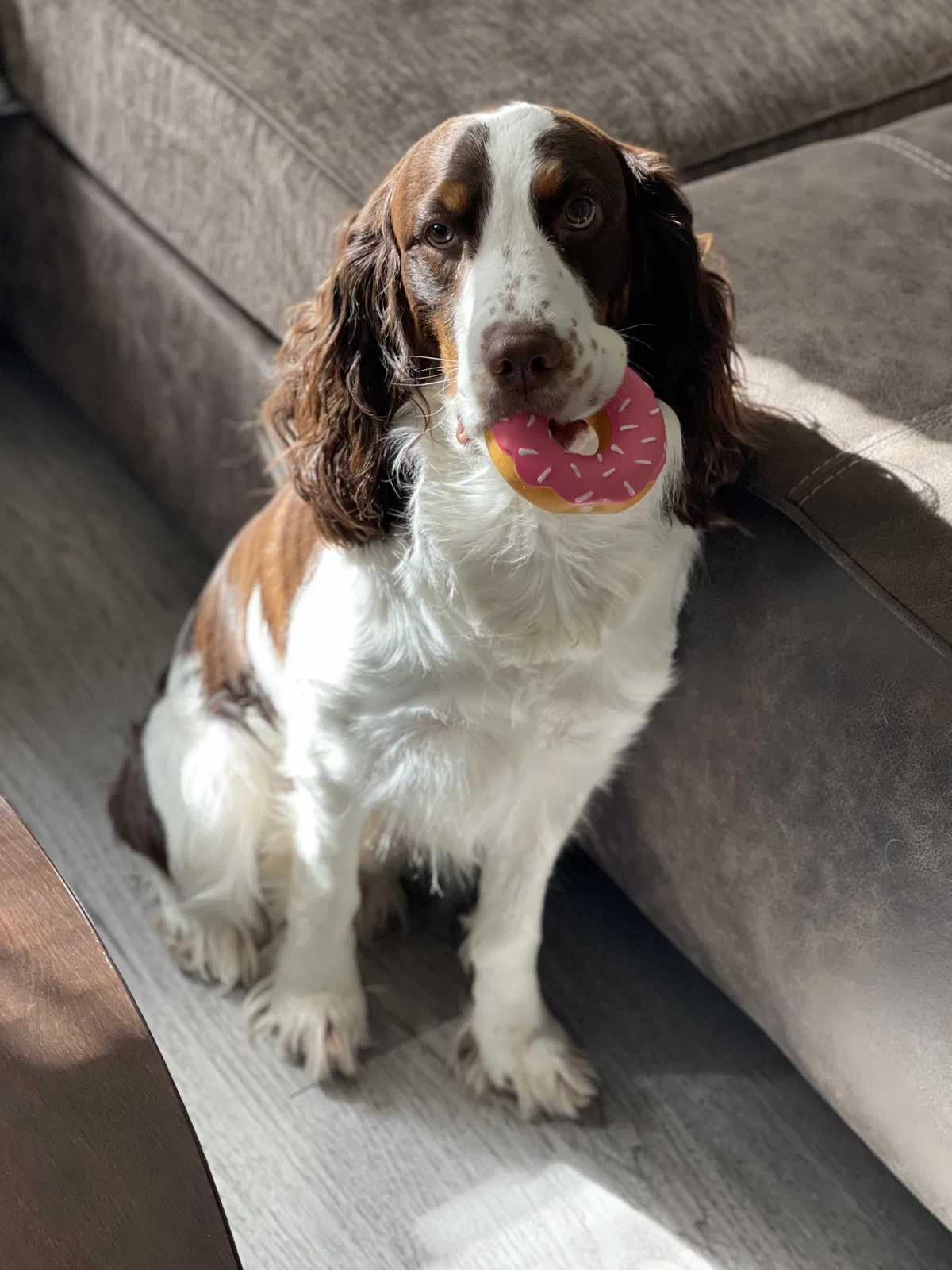 Lost dog in Dallas, TX, 75253