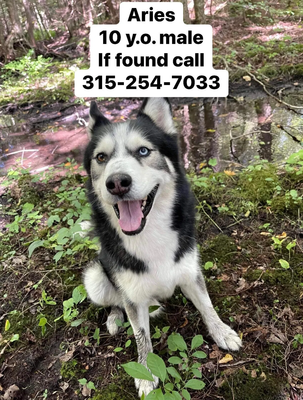 Lost dog in Altmar, NY, 13302