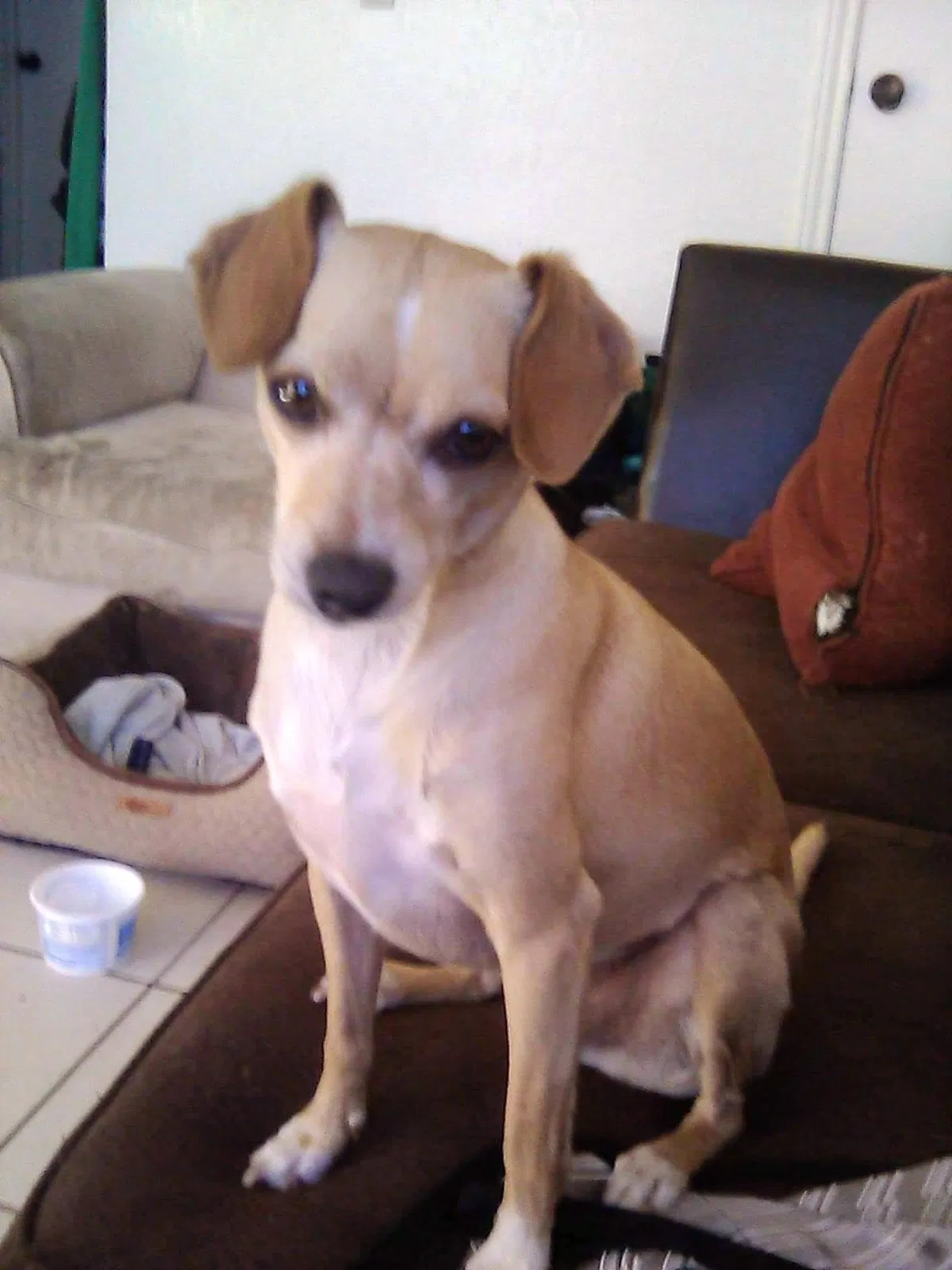 Lost dog in Tucson, AZ, 85706