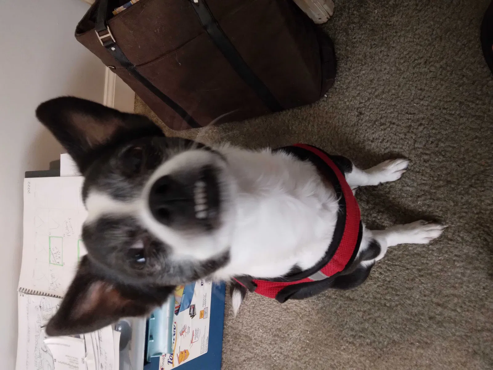 Lost dog in Rural Hall, NC, 27045