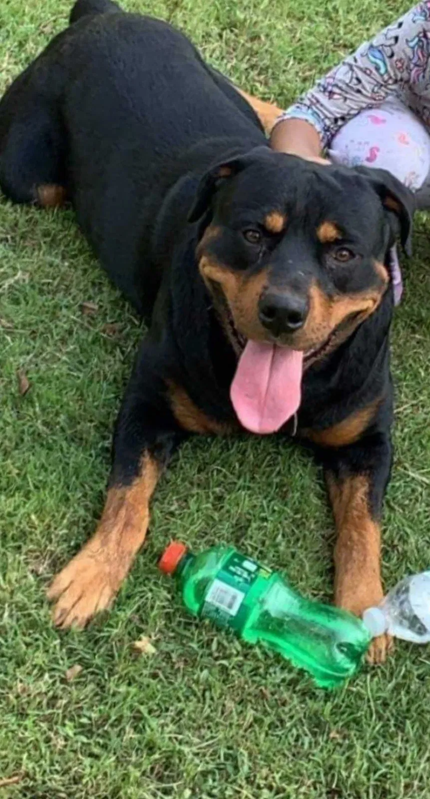 Lost dog in Oklahoma City, OK, 73159