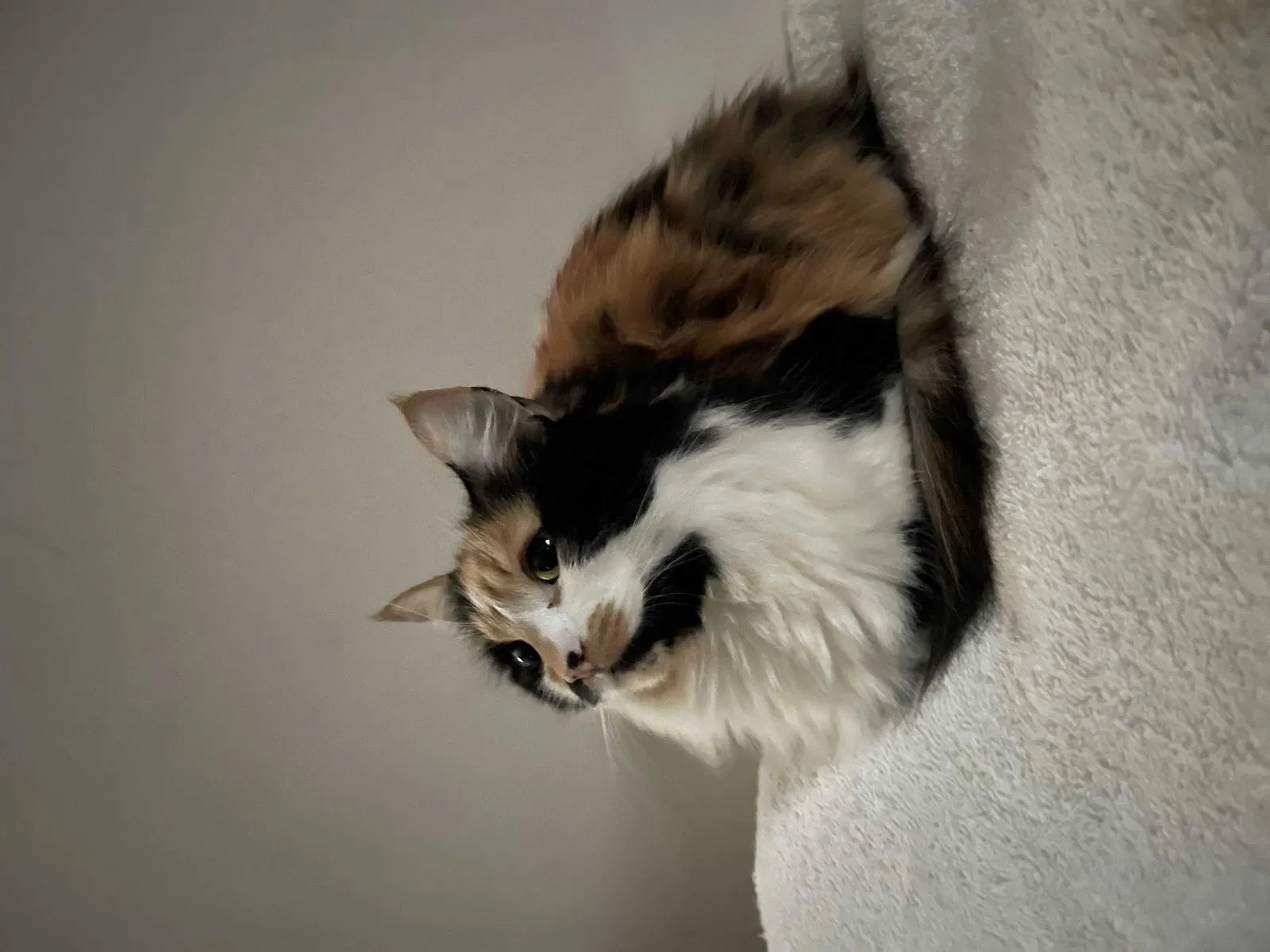 Lost cat in Los Angeles, CA, 90003
