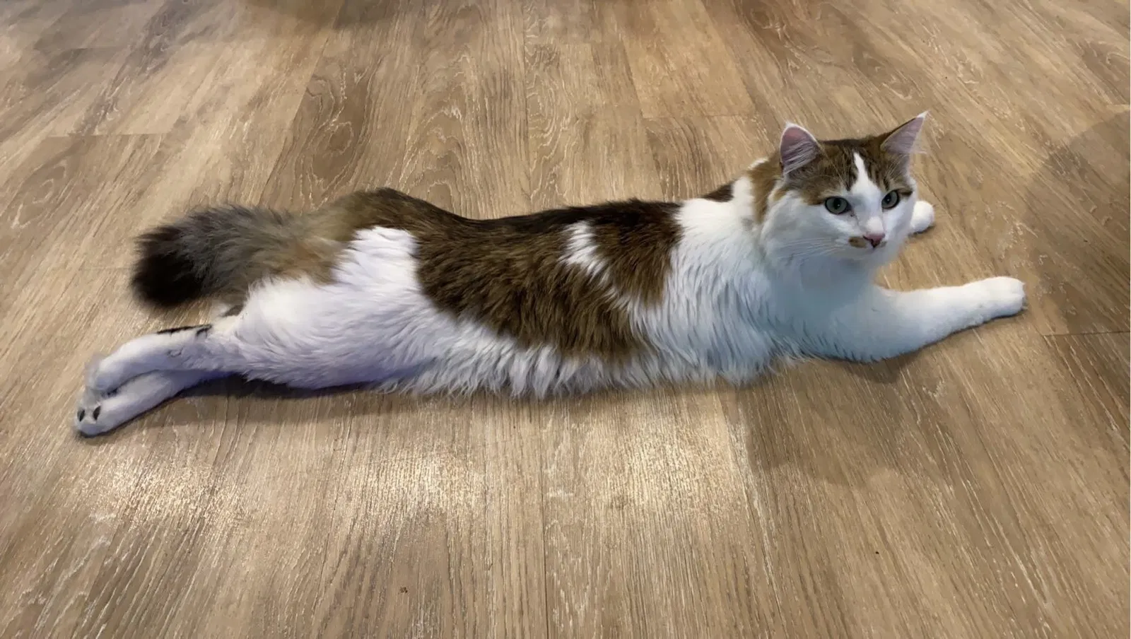 Lost cat in Cumming, GA, 30040