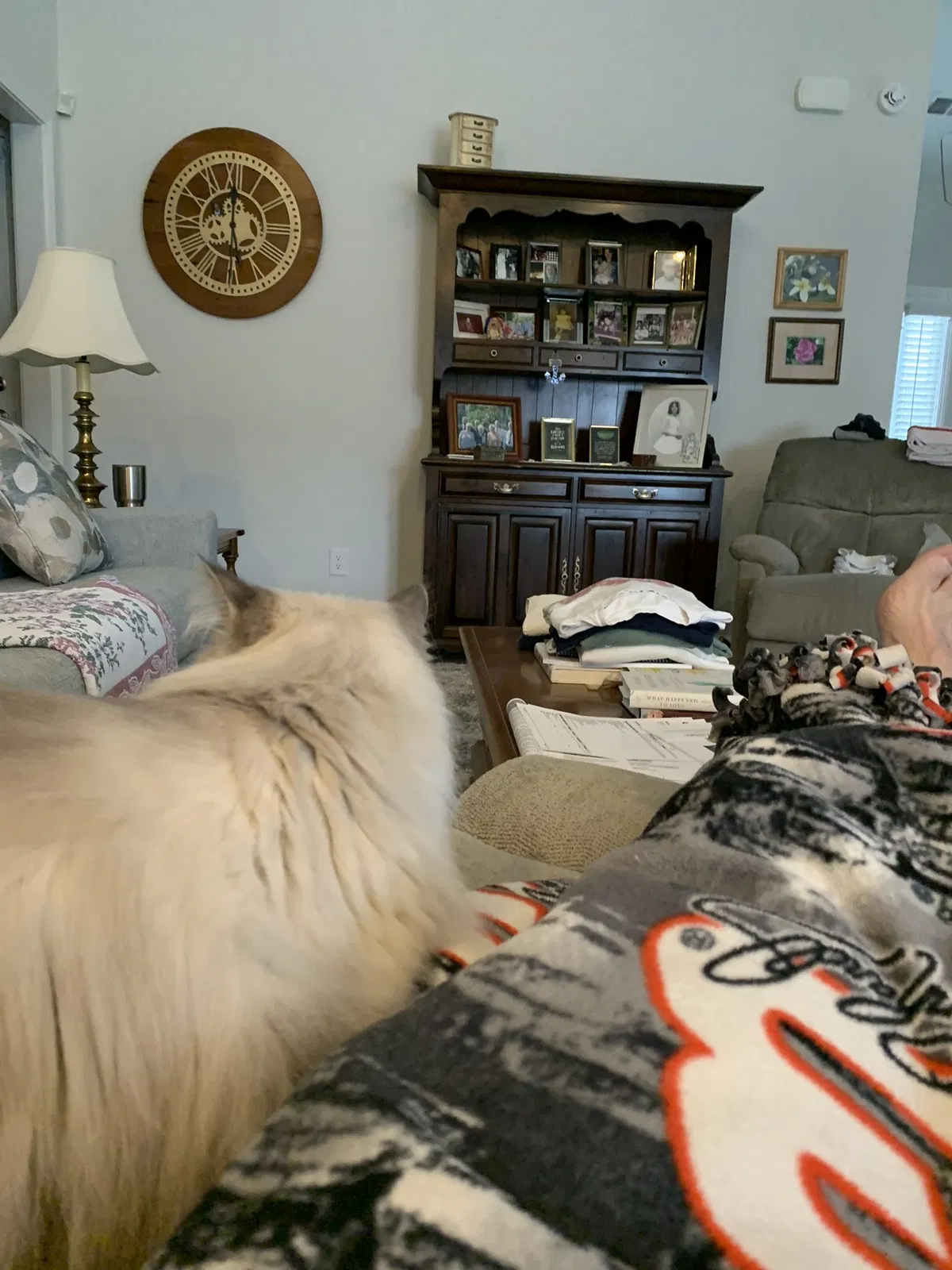 Lost cat in Elgin, SC, 29045
