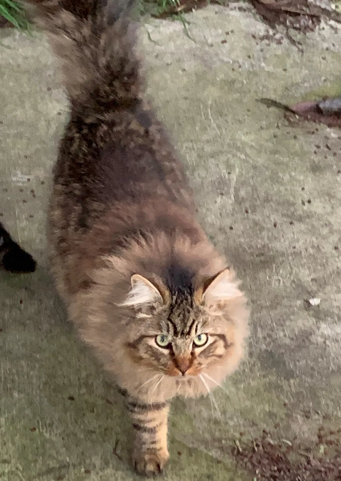 Lost cat in Modesto, CA, 95350