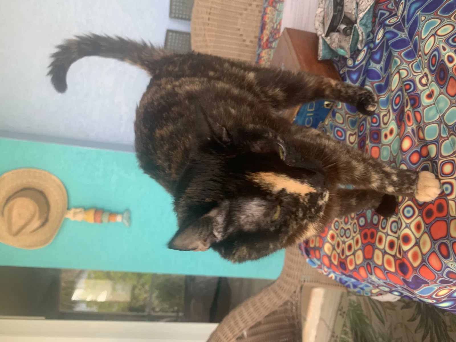 Lost cat in Cape Coral, FL, 33914
