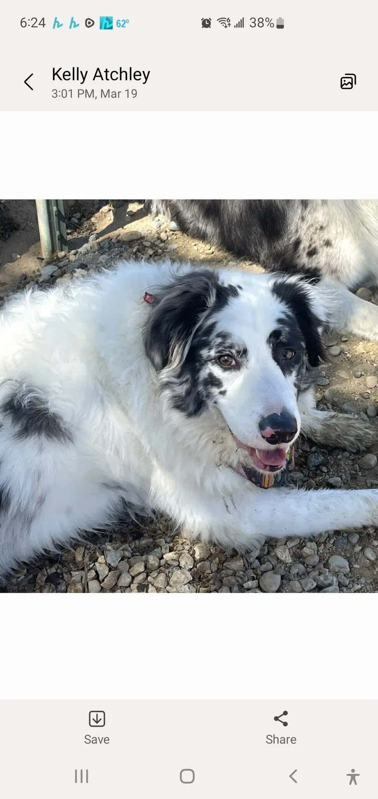 Lost dog in Fresno, CA, 93704