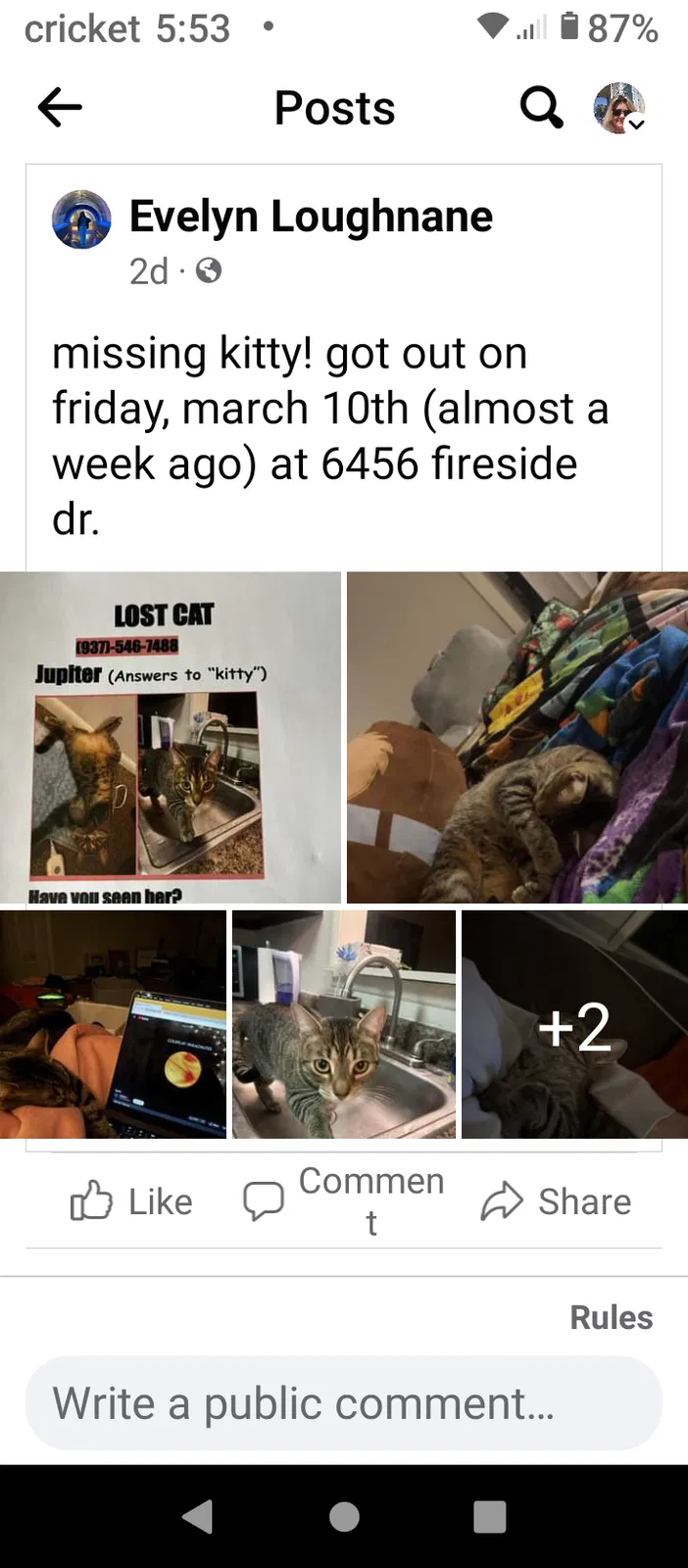Lost cat in Dayton, OH, 45459