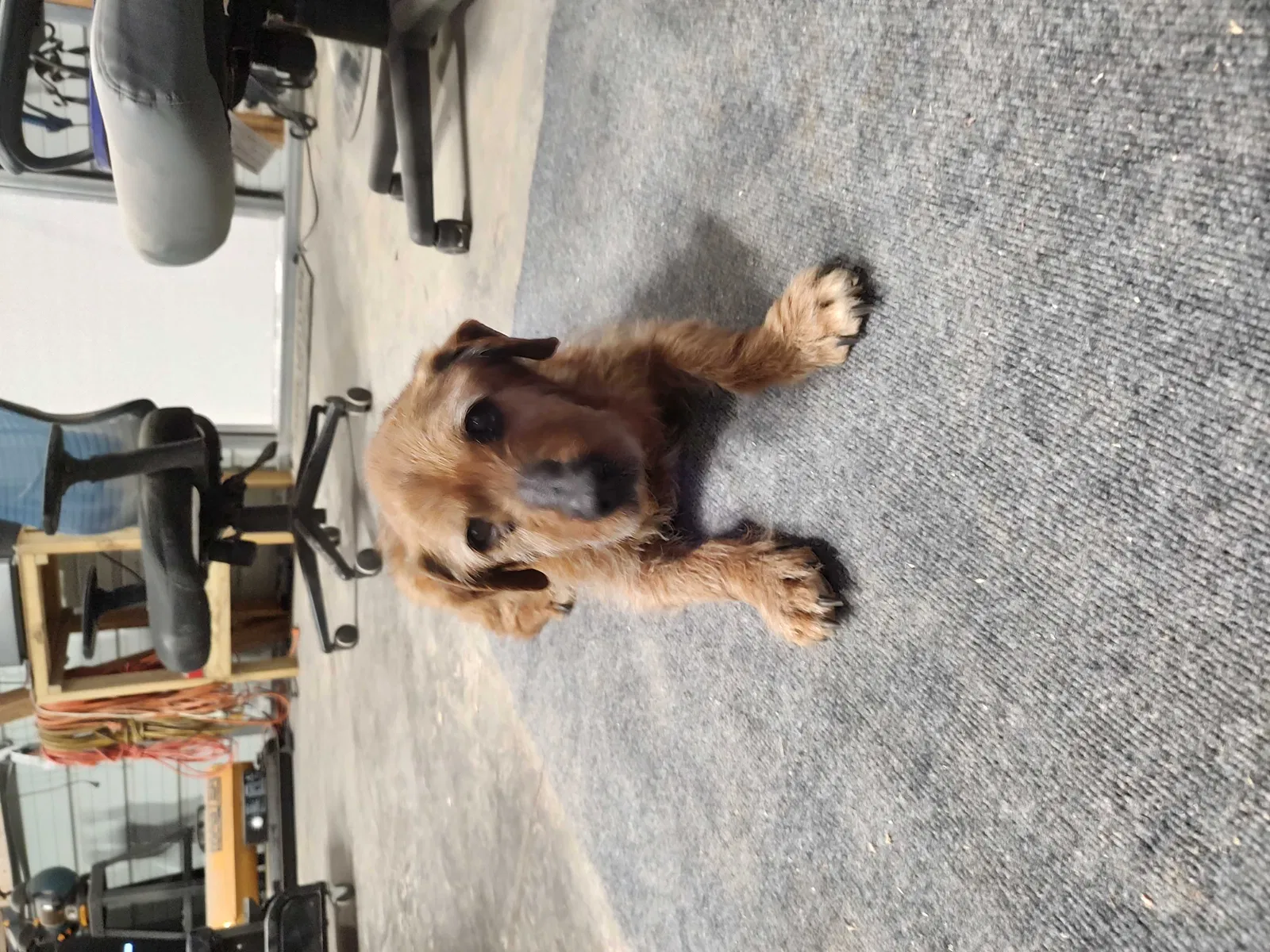 Found dog in Ocean Isle Beach, NC, 28469