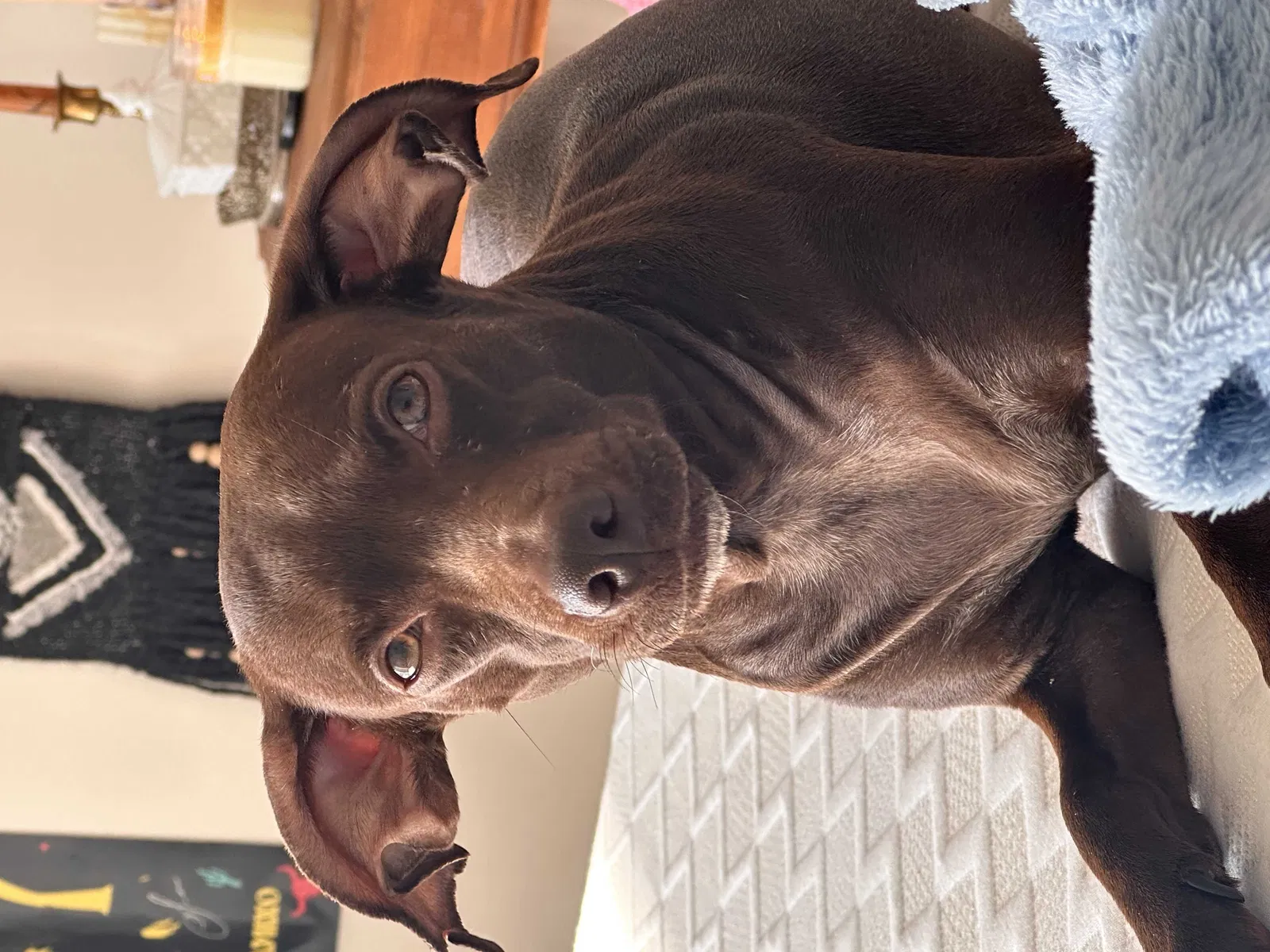 Lost dog in Burnsville, MN, 55306