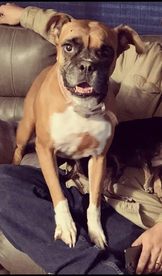 Lost dog in Sevierville, TN, 37862
