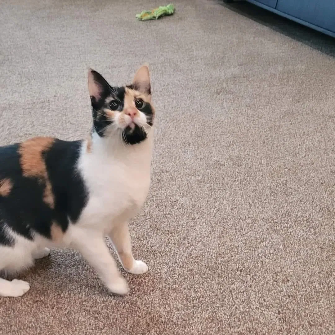 Lost cat in Cincinnati, OH, 45248