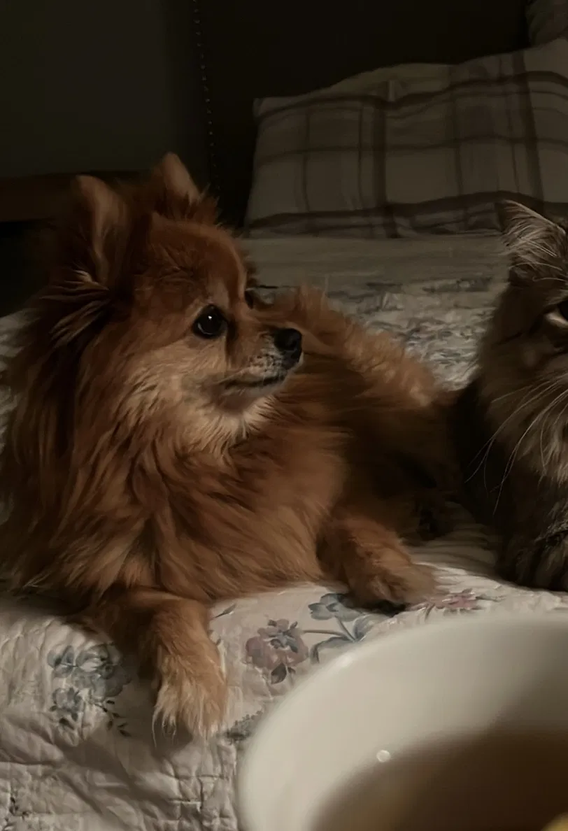Lost dog in Sacramento, CA, 95842
