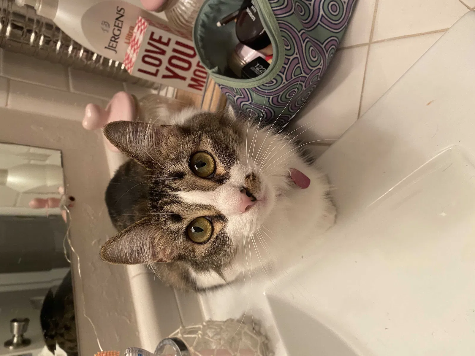 Lost cat in Oklahoma City, OK, 73112