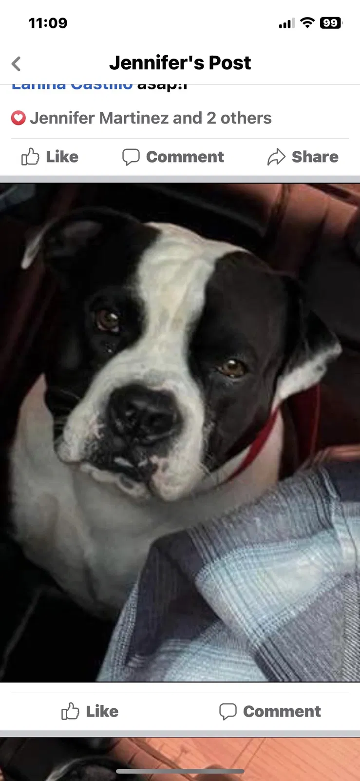 Lost dog in Austin, TX, 78702