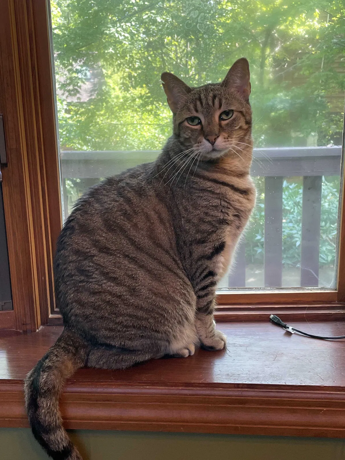 Lost cat in Knoxville, TN, 37920