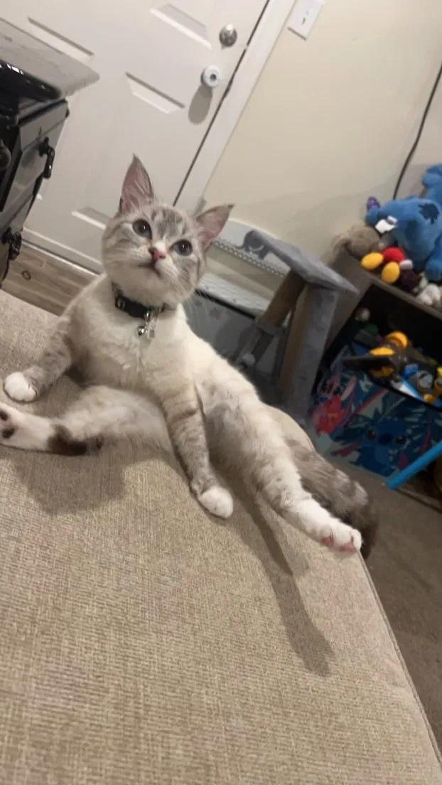 Lost cat in Middletown, RI, 2842
