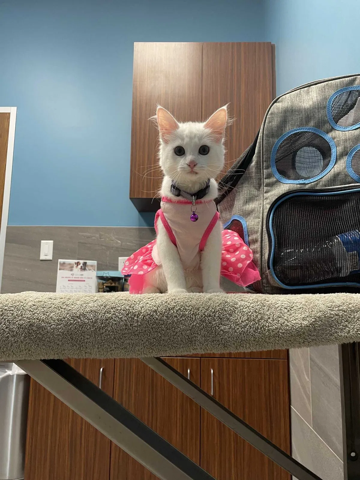 Lost cat in Houston, TX, 77016