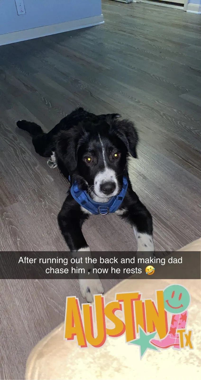Lost dog in Del Valle, TX, 78617