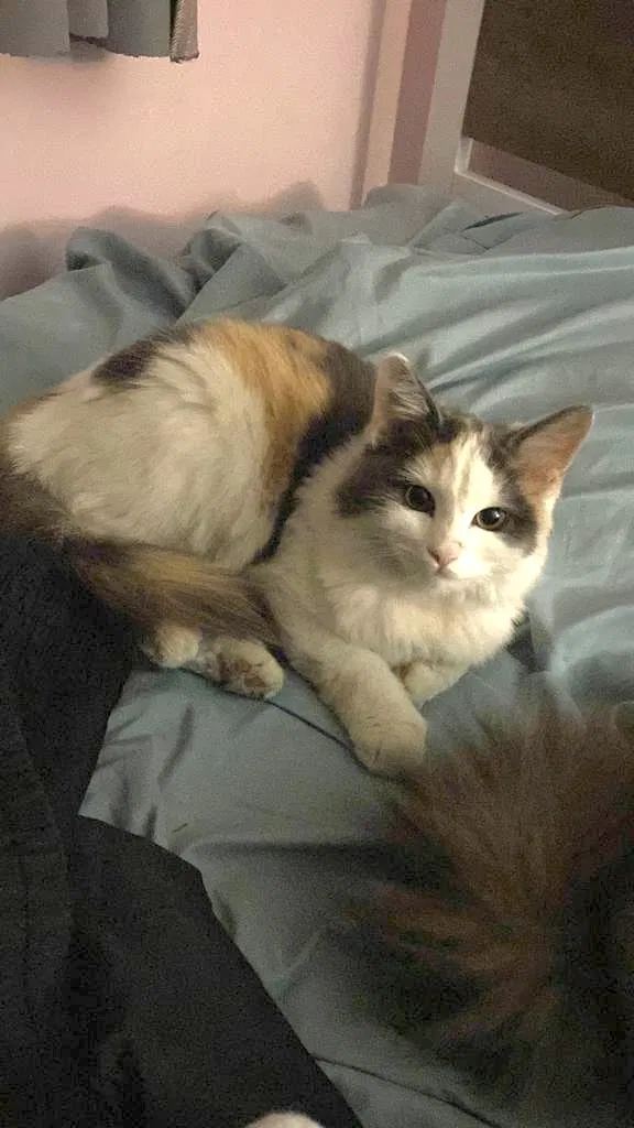Lost cat in Fullerton, CA, 92833