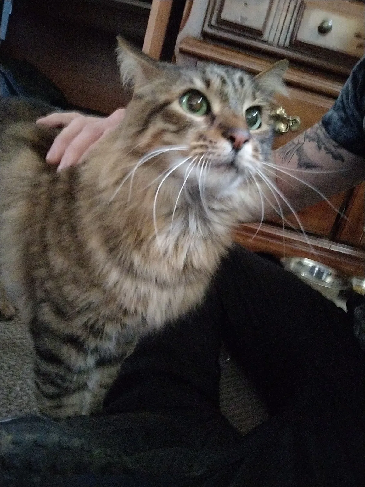 Lost cat in Eugene, OR, 97402