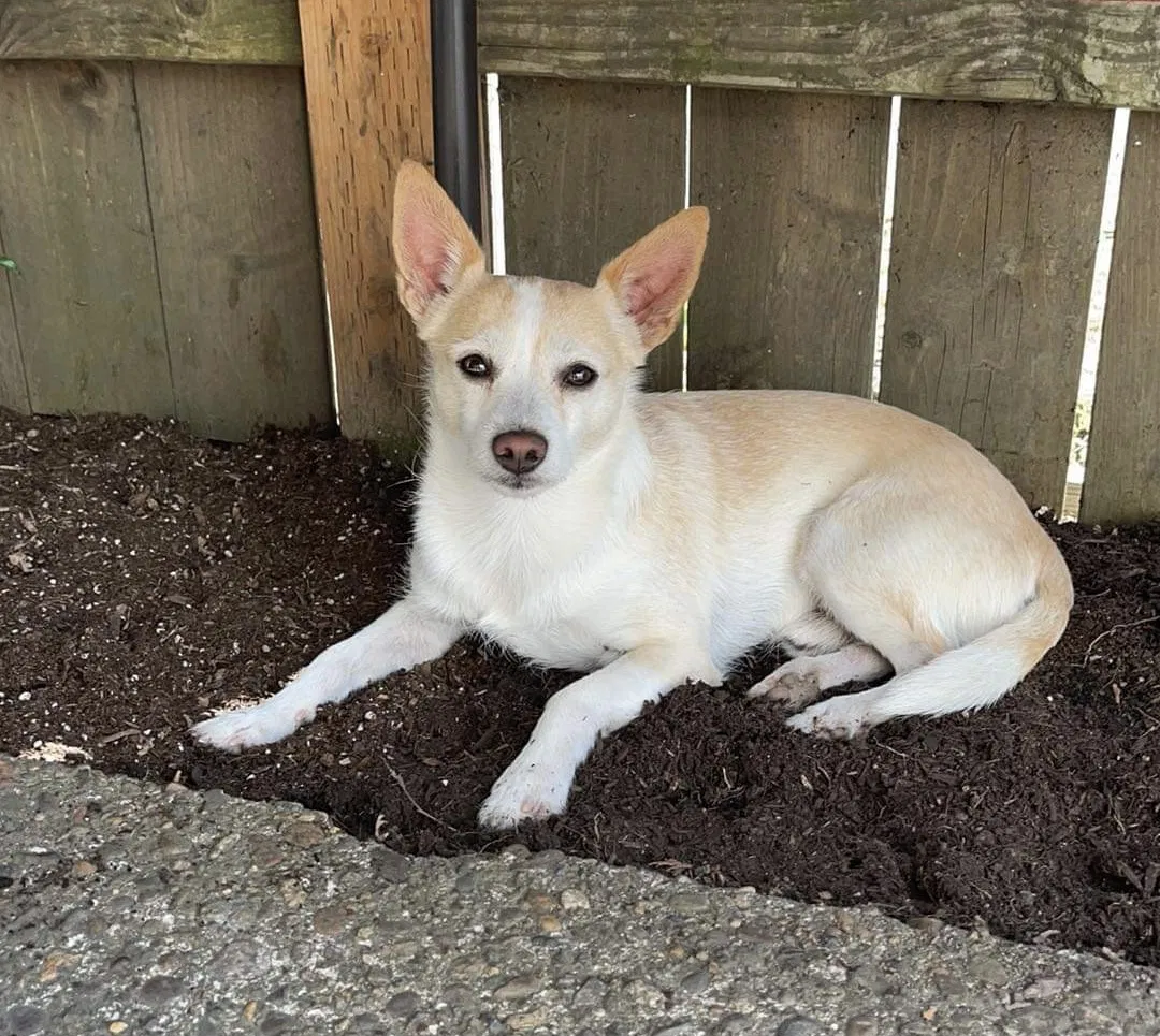 Lost dog in Bonanza, OR, 97623