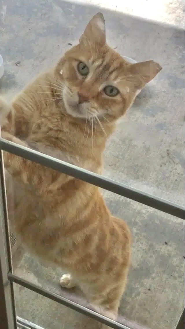 Lost cat in Sacramento, CA, 95827