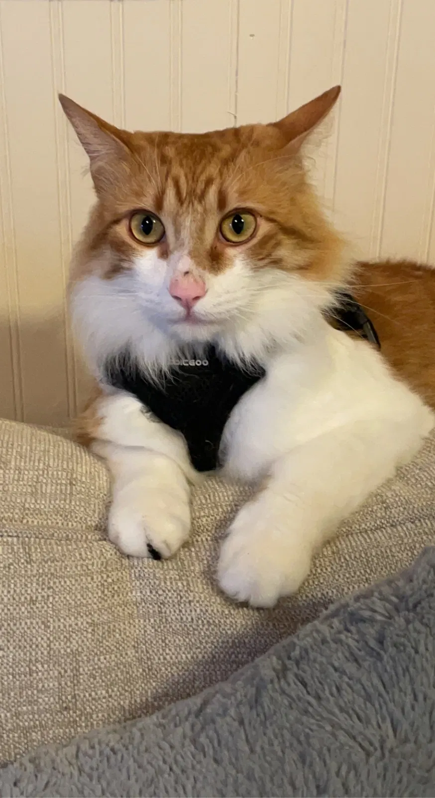 Lost cat in Spring, TX, 77388