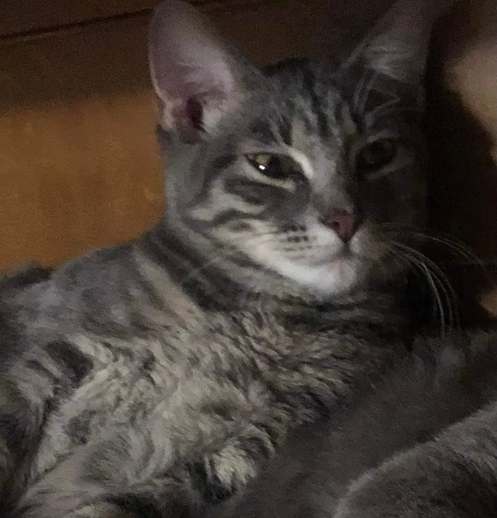 Lost cat in Norman, OK, 73071