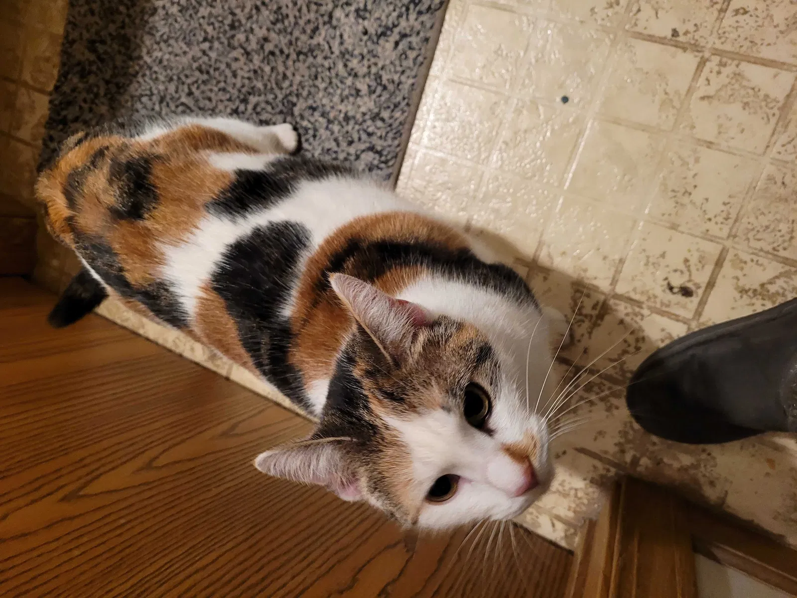 Found cat in Piqua, OH, 45356
