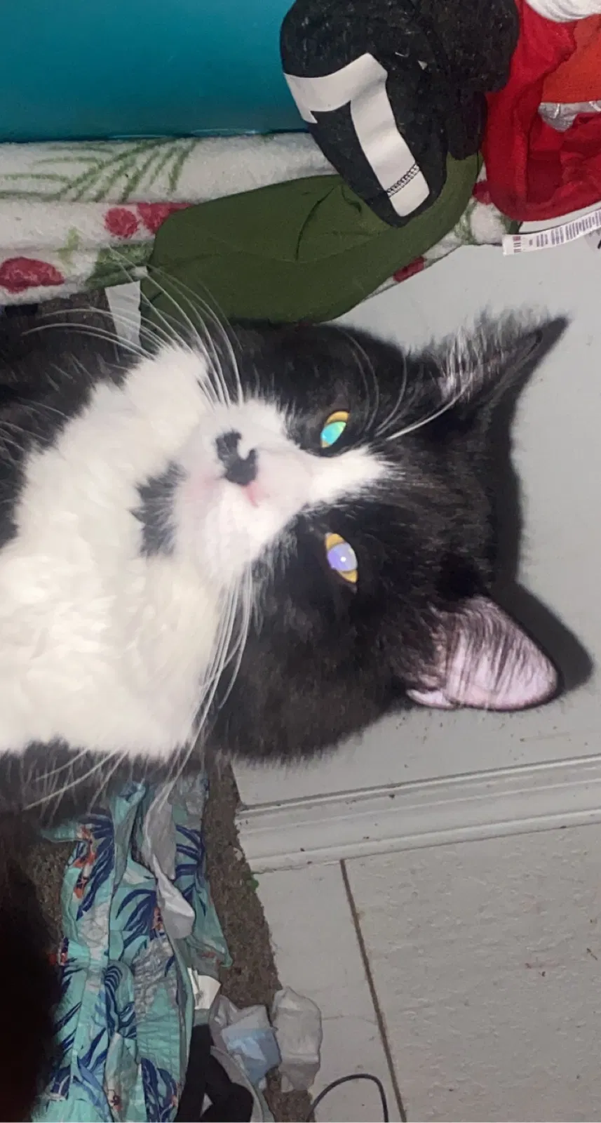 Lost cat in Oklahoma City, OK, 73160