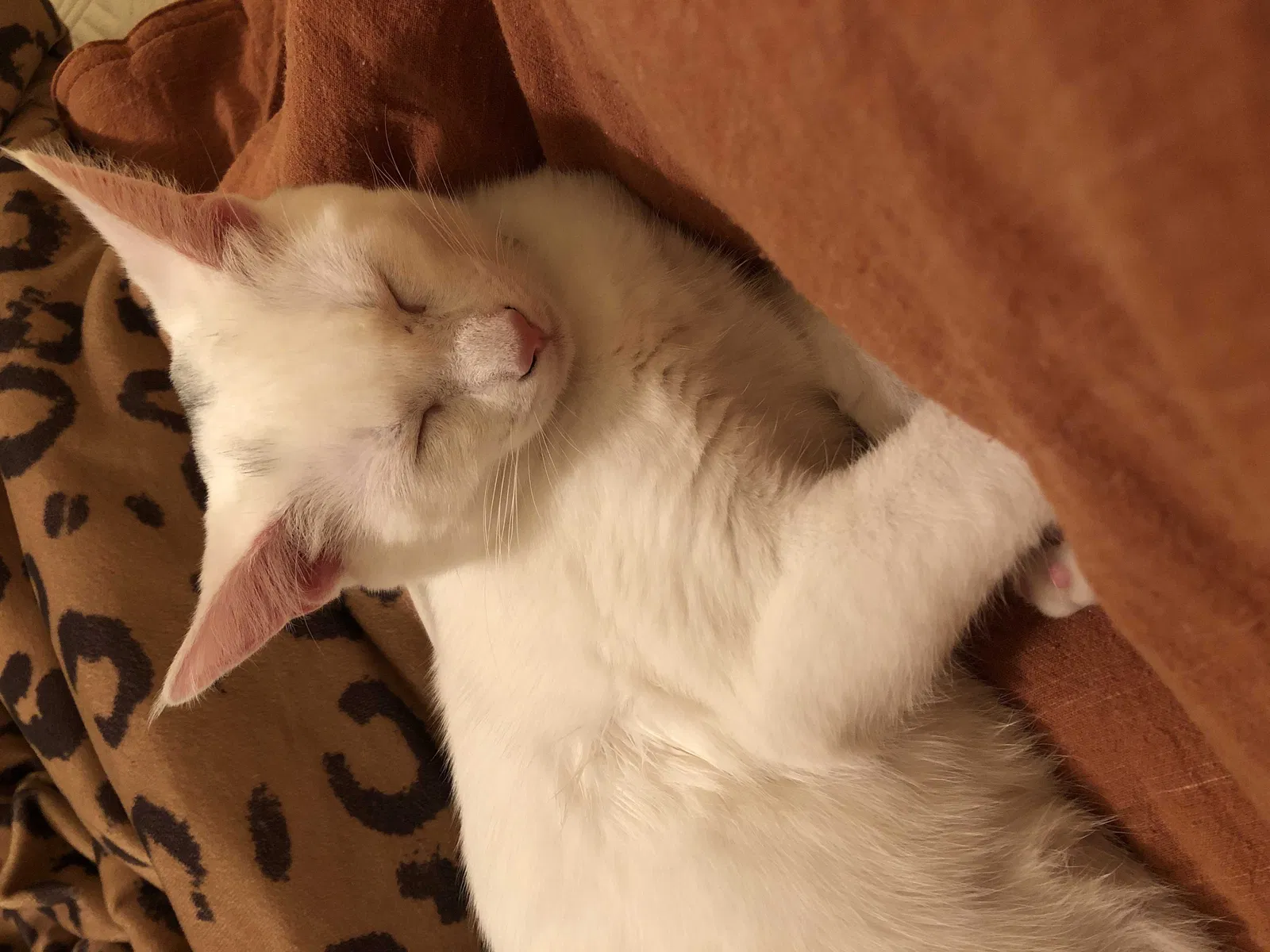Lost cat in Richmond, VA, 23230