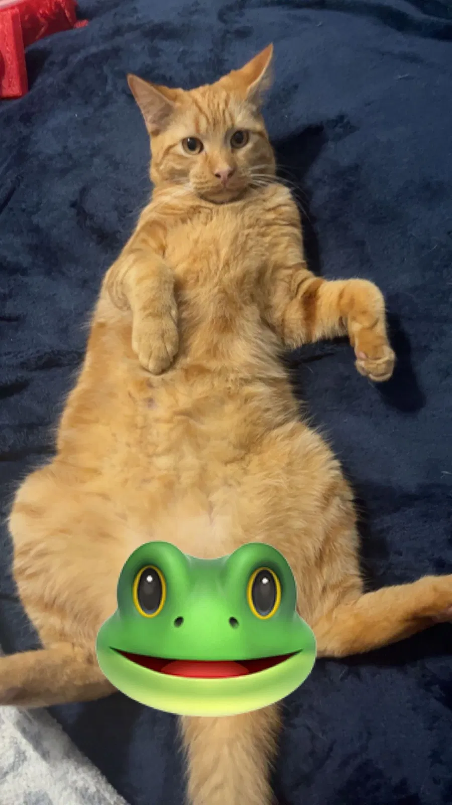 Lost cat in Dade City, FL, 33525