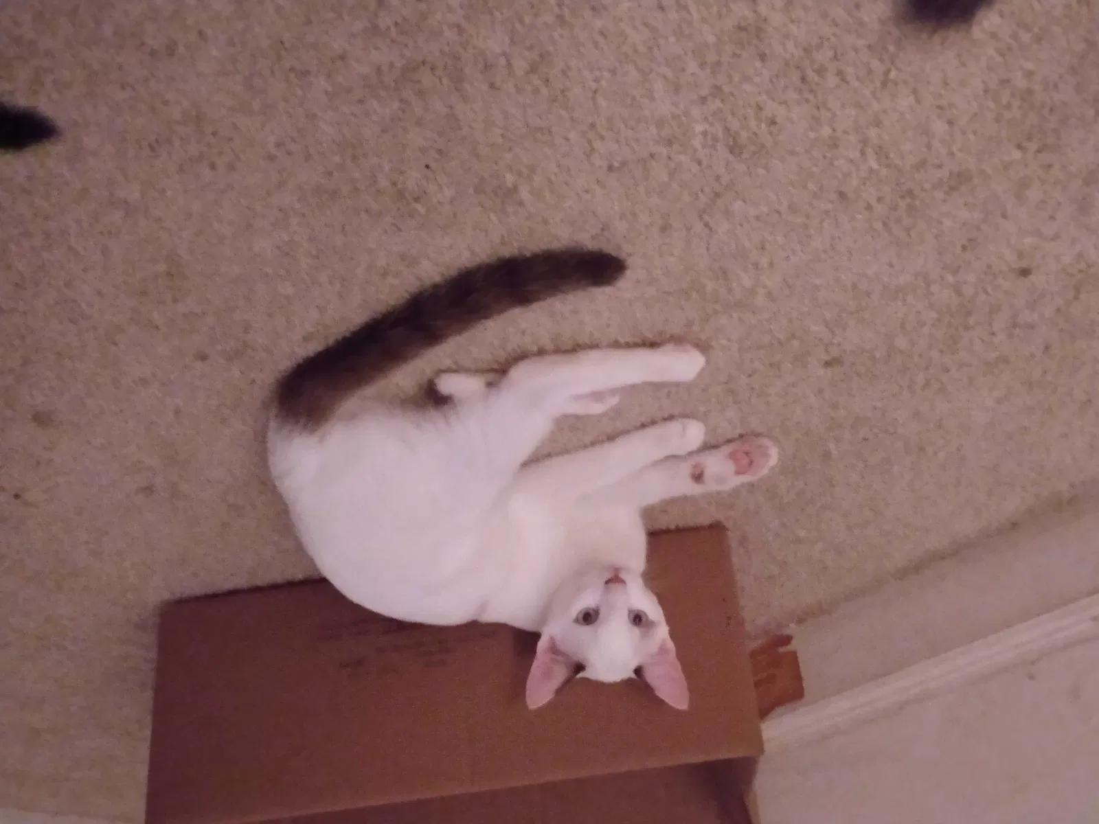 Lost cat in Fort Lauderdale, FL, 33334