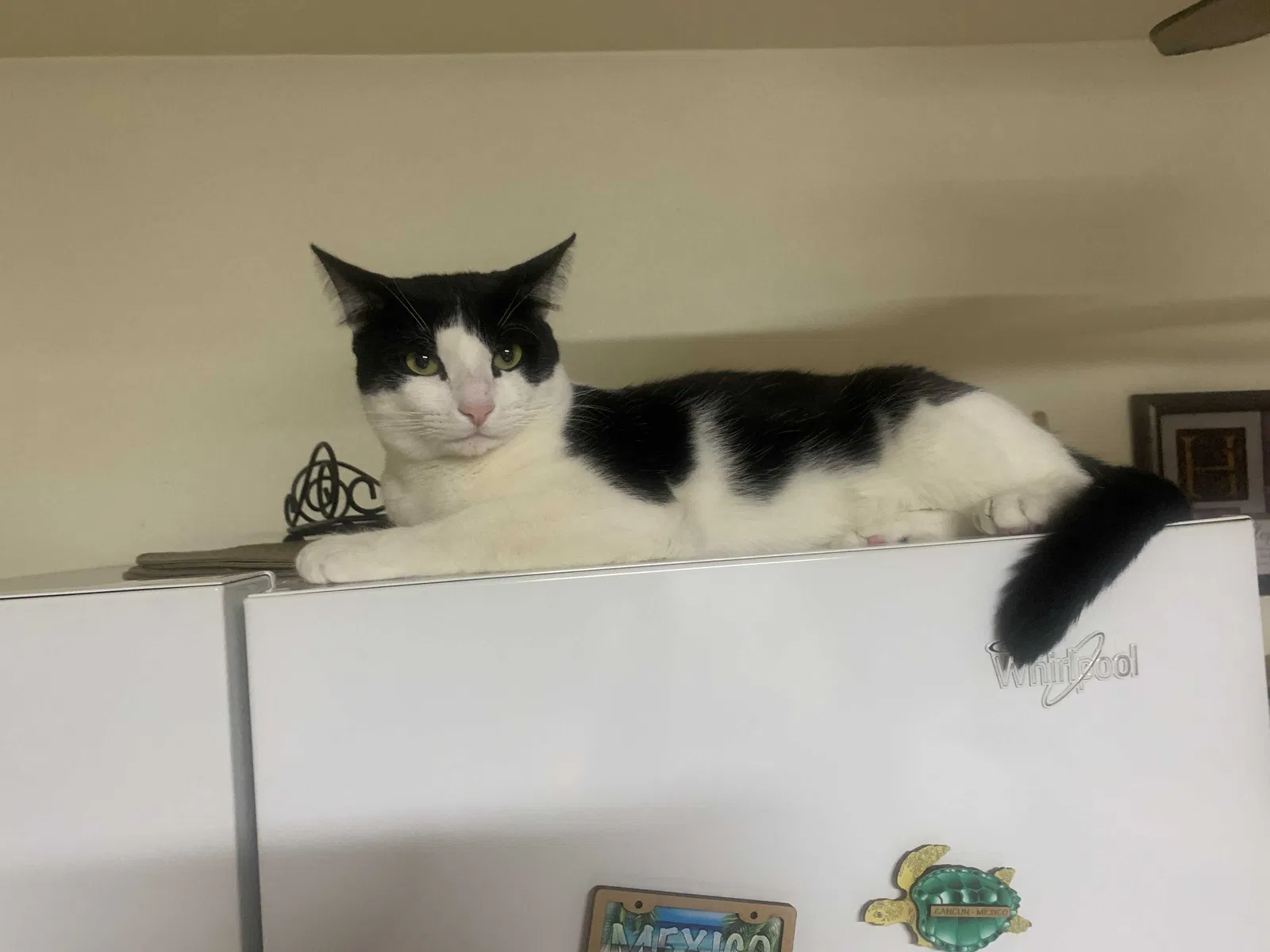 Lost cat in Stockton, CA, 95206