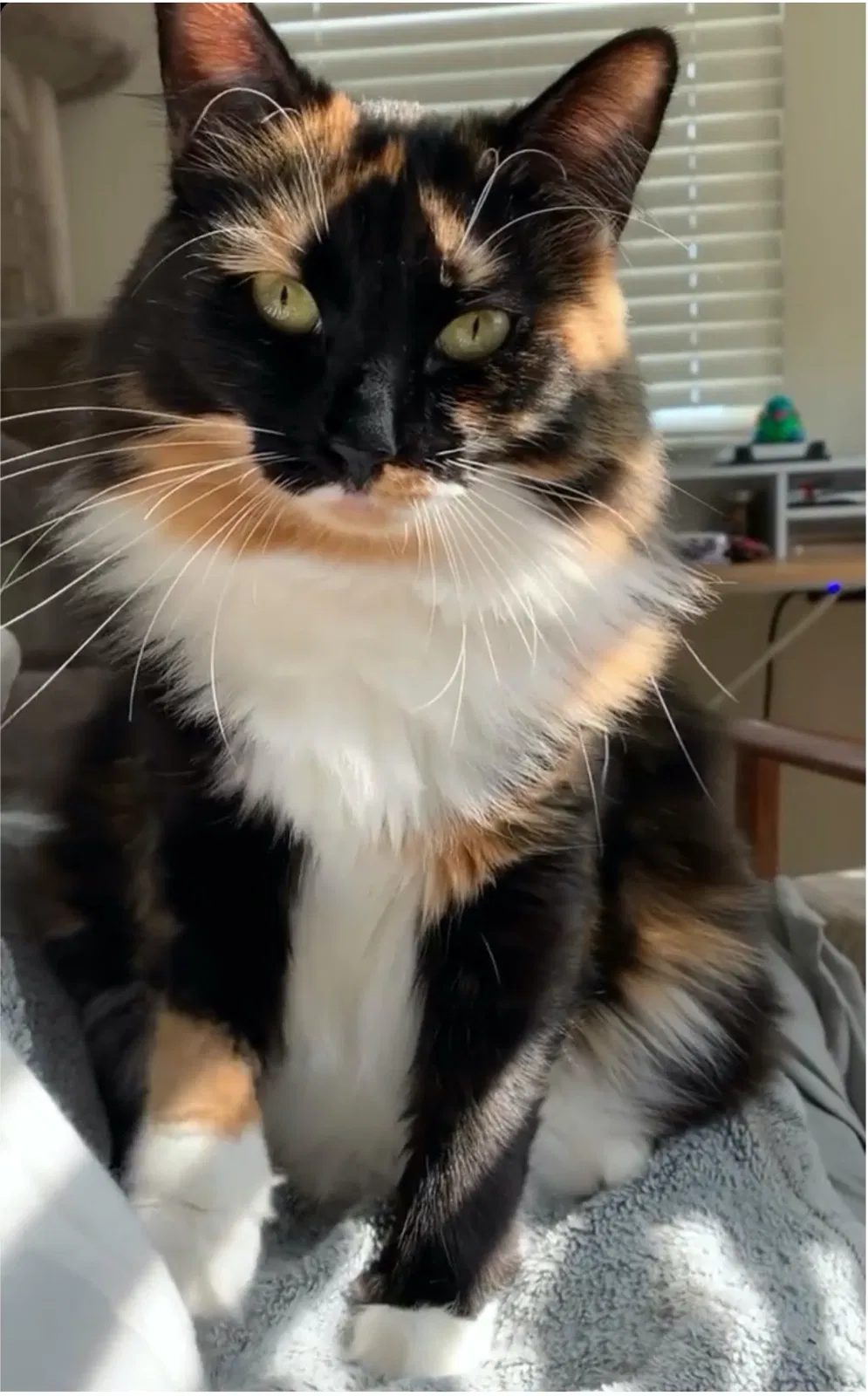Lost cat in Fort Lauderdale, FL, 33311